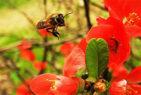 蜜蜂进家是什么意思|家里突然进蜜蜂 蜜蜂进屋十大预兆